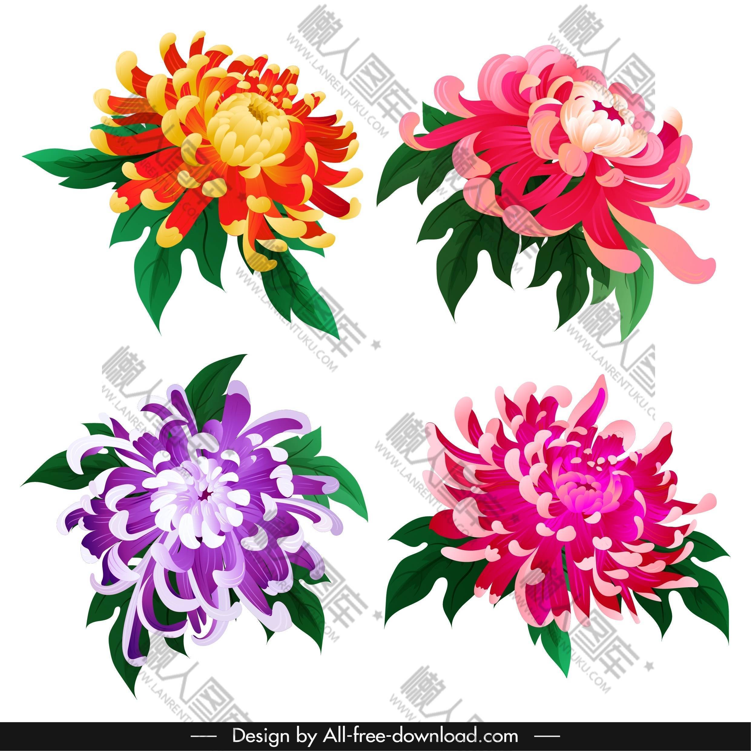 四色菊花图1