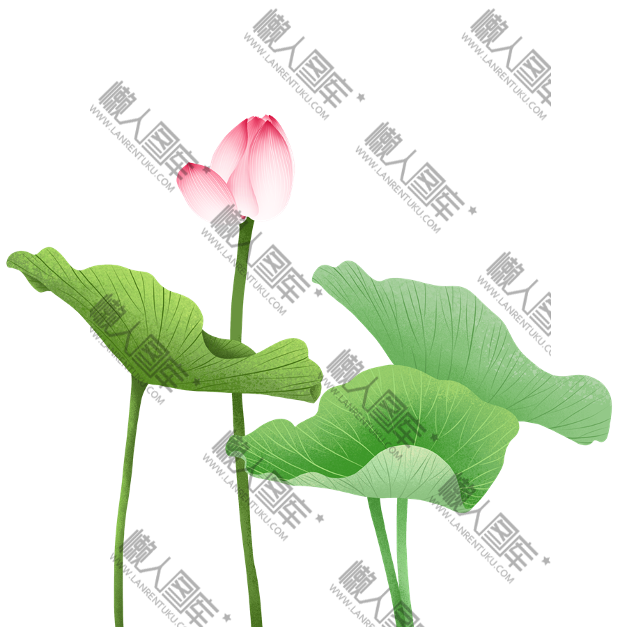 手绘荷花和叶图片图1