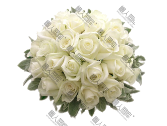 婚礼白玫瑰图片