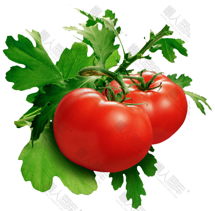 新鲜采摘西红柿