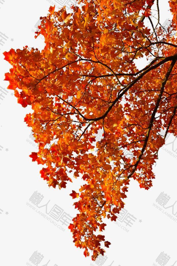 秋天枫叶树矢量图
