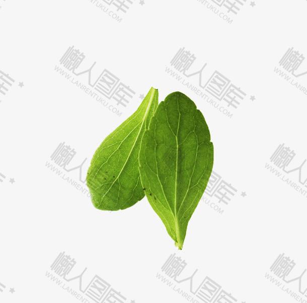 有机蔬菜叶高清摄影图图1