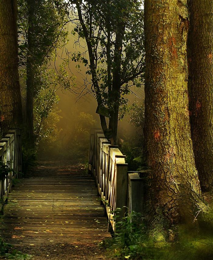 森林小桥背景