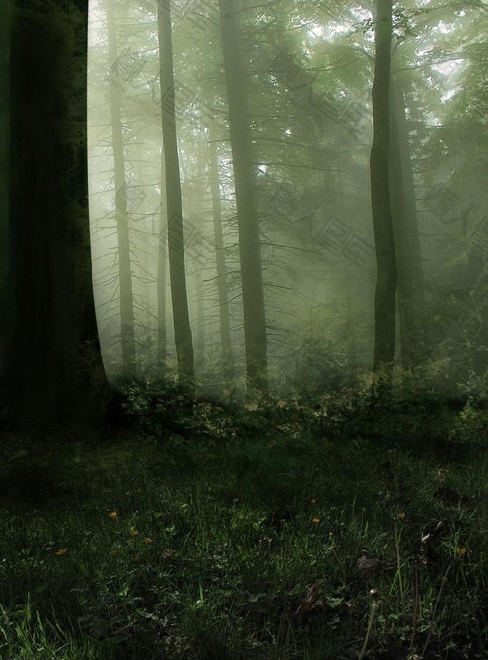云雾森林背景图