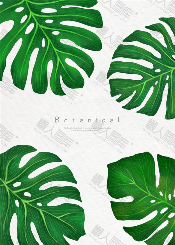 热带植物叶子背景图