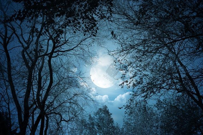 月下树影风景图片