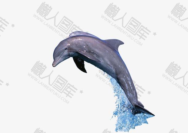 海豚矢量图片