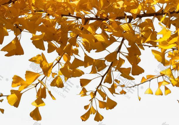 秋天银杏树风景图片