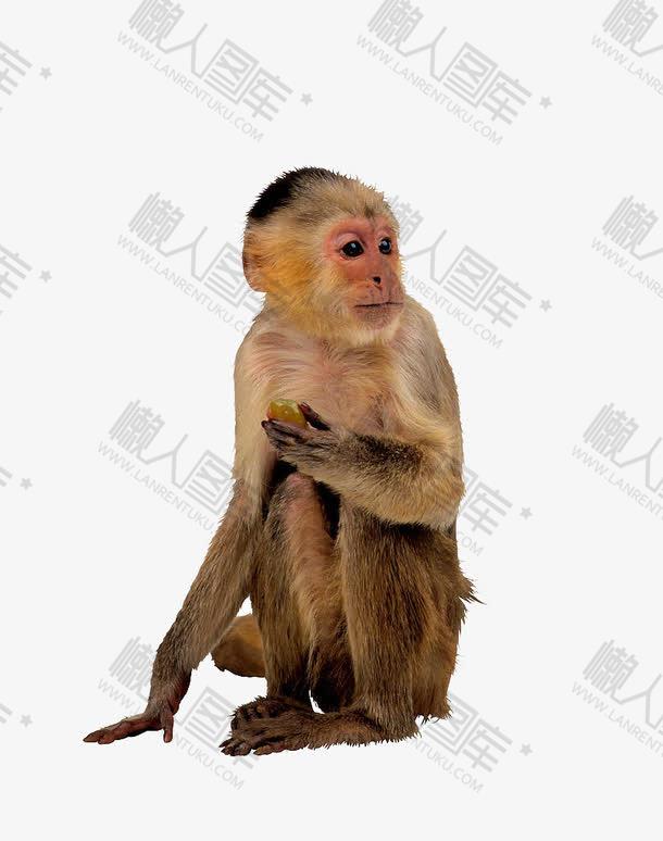 猴子免抠摄影图