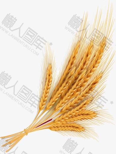 麦穗抠图素材