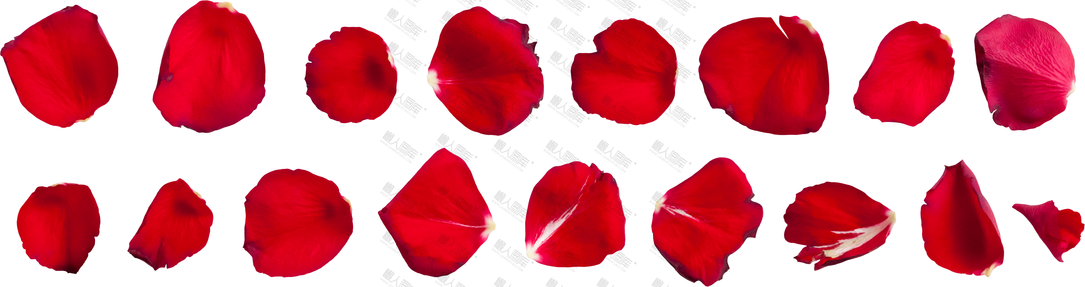 玫瑰花瓣边框纹理图1
