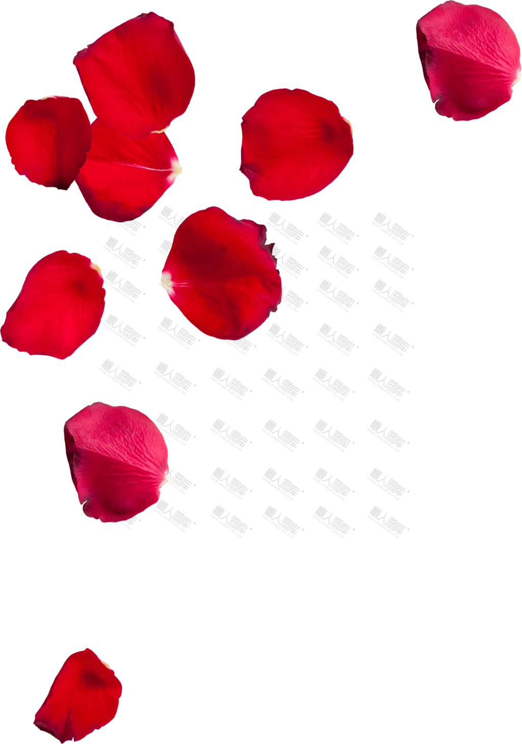 红色玫瑰花瓣免抠素材图片