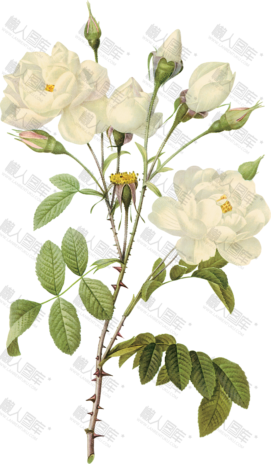 白玫瑰刺绣图案