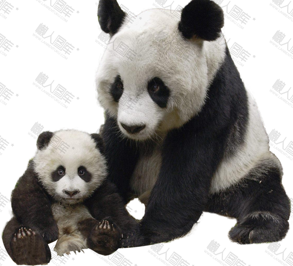 熊猫幼崽矢量图