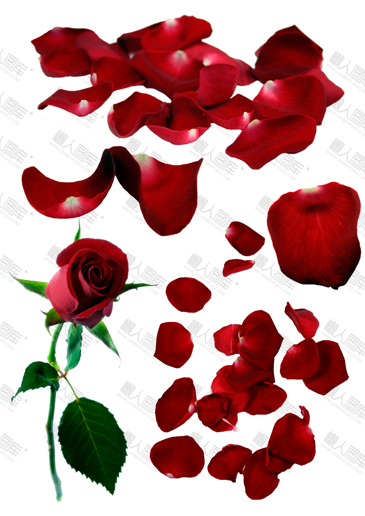 红玫瑰花瓣矢量图片