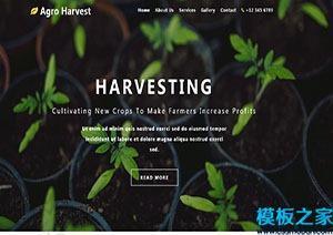 绿色植物盆栽html网站模板