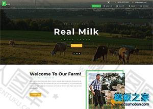 奶牛农场响应式网站模板