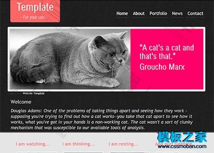 宠物猫企业网站模板图2