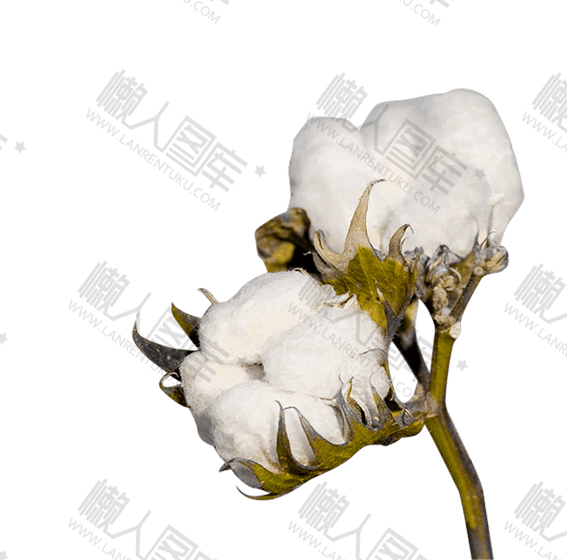 白色棉花实物图1