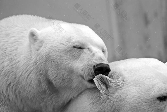 白色北极熊图片