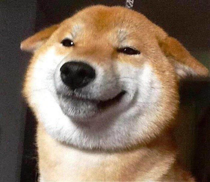 神秘微笑柴犬表情包图片