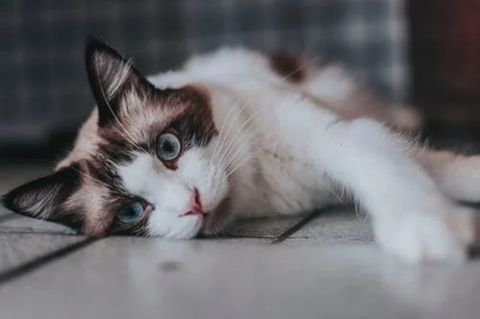 超可爱布偶猫高清图片图1