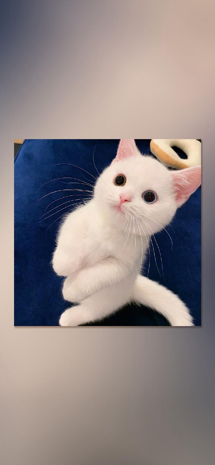 萌系可爱猫咪手机壁纸
