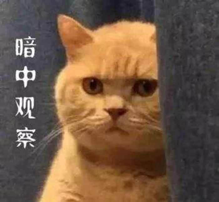 猫咪暗中观察表情包