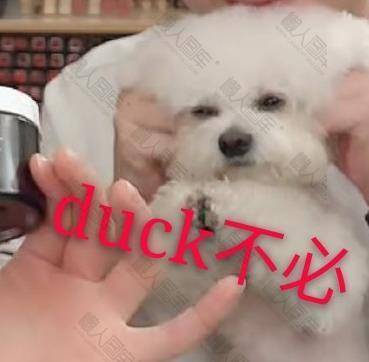 duck不必表情包