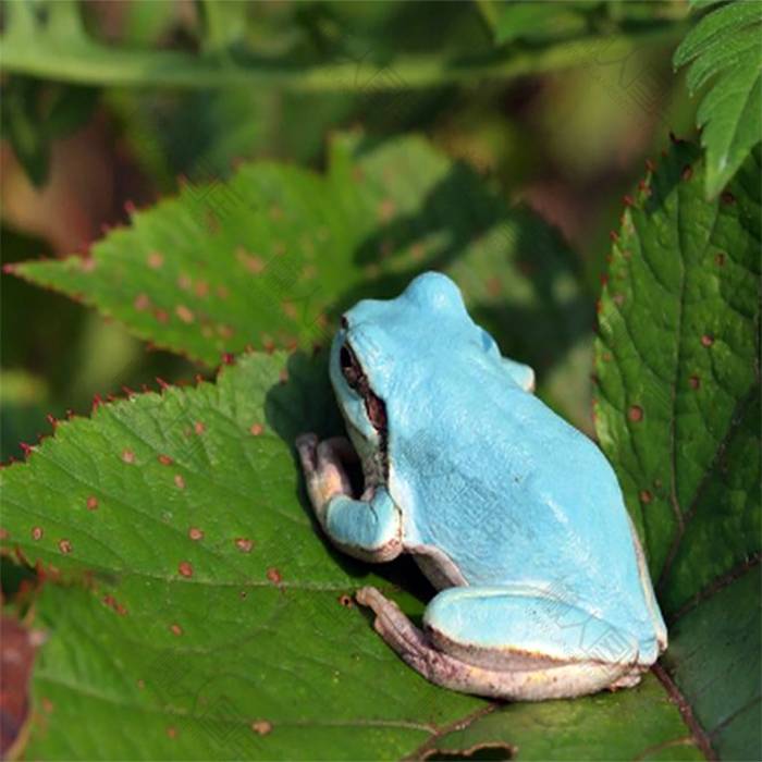 荷田里淡蓝色青蛙图片