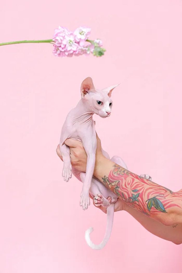 加拿大无毛猫壁纸图1