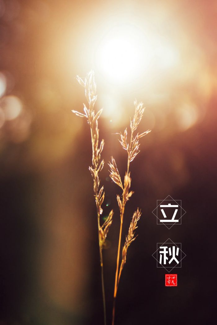 二十四节气立秋海报图片图1