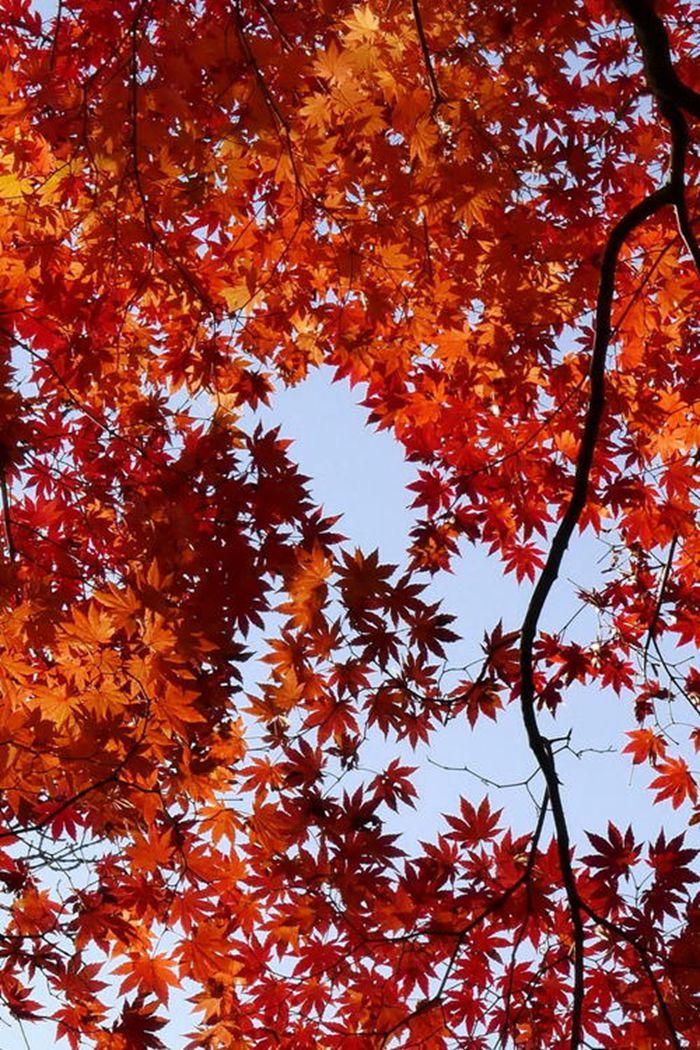立秋红枫叶图片
