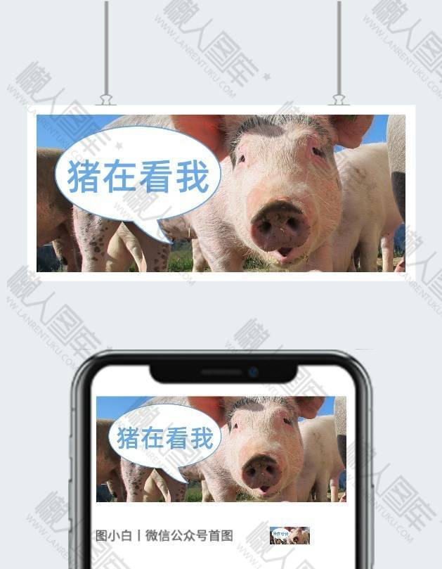 小猪搞怪公众号封面首图