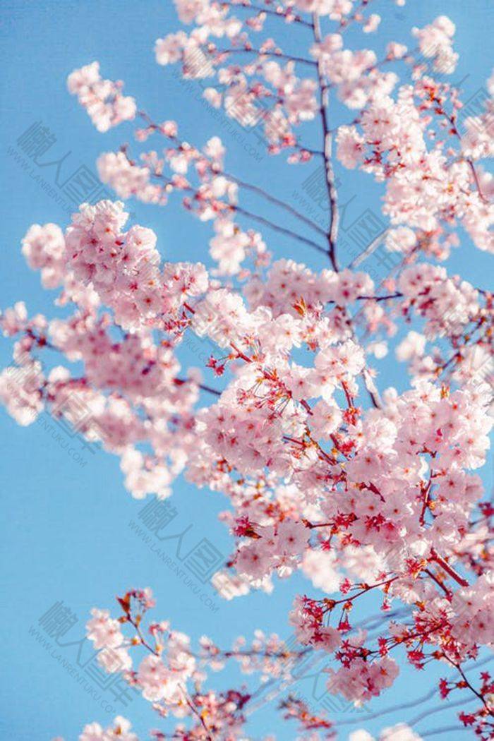 唯美樱花树壁纸