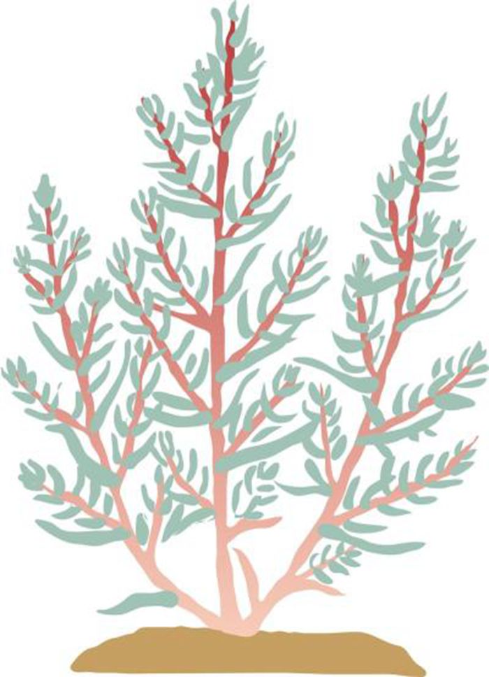 植物手绘图片图1