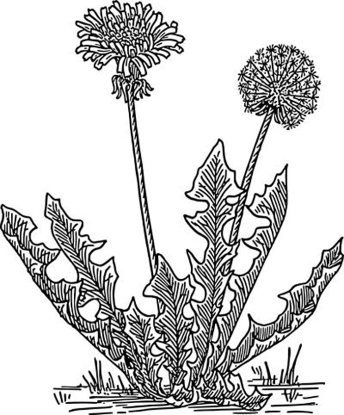 蒲公英矢量素材图1