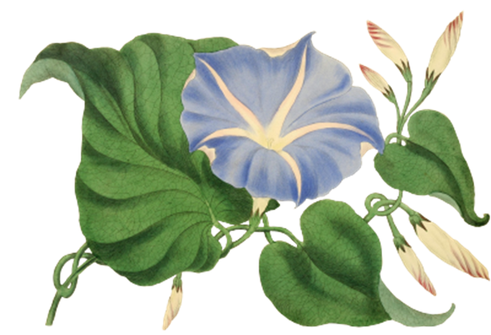牵牛花免抠素材图1