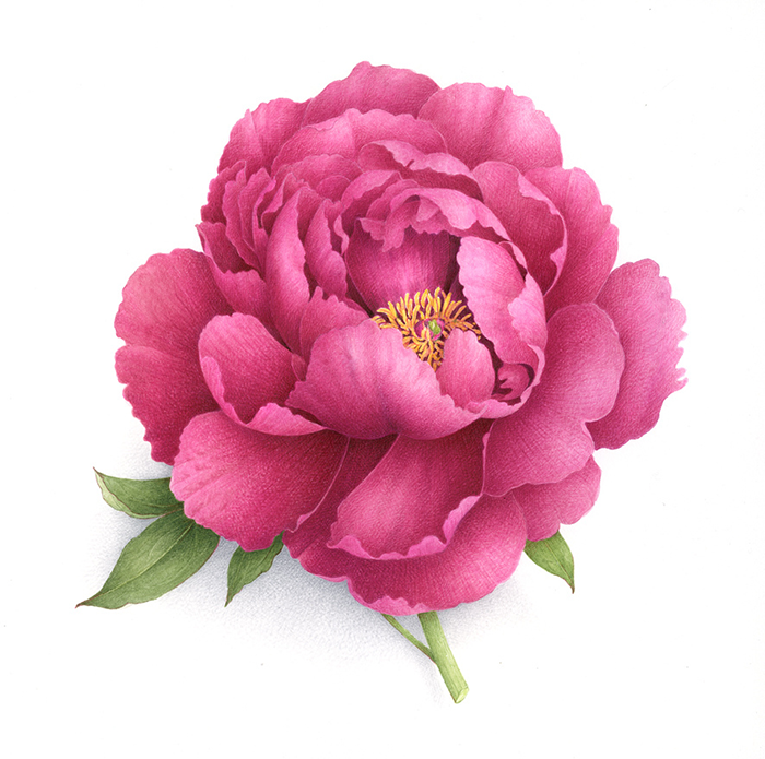 彩绘牡丹花免抠图图1