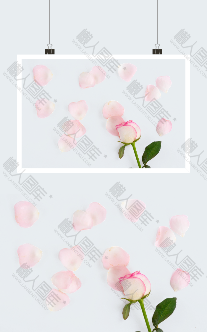 七夕粉色玫瑰花瓣图片图1