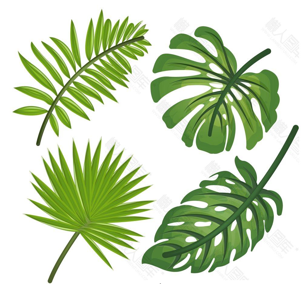 热带植物矢量图