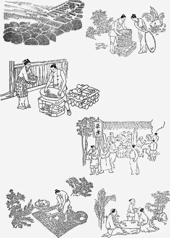 古代茶叶制作传统工艺流程手绘图片高清下载