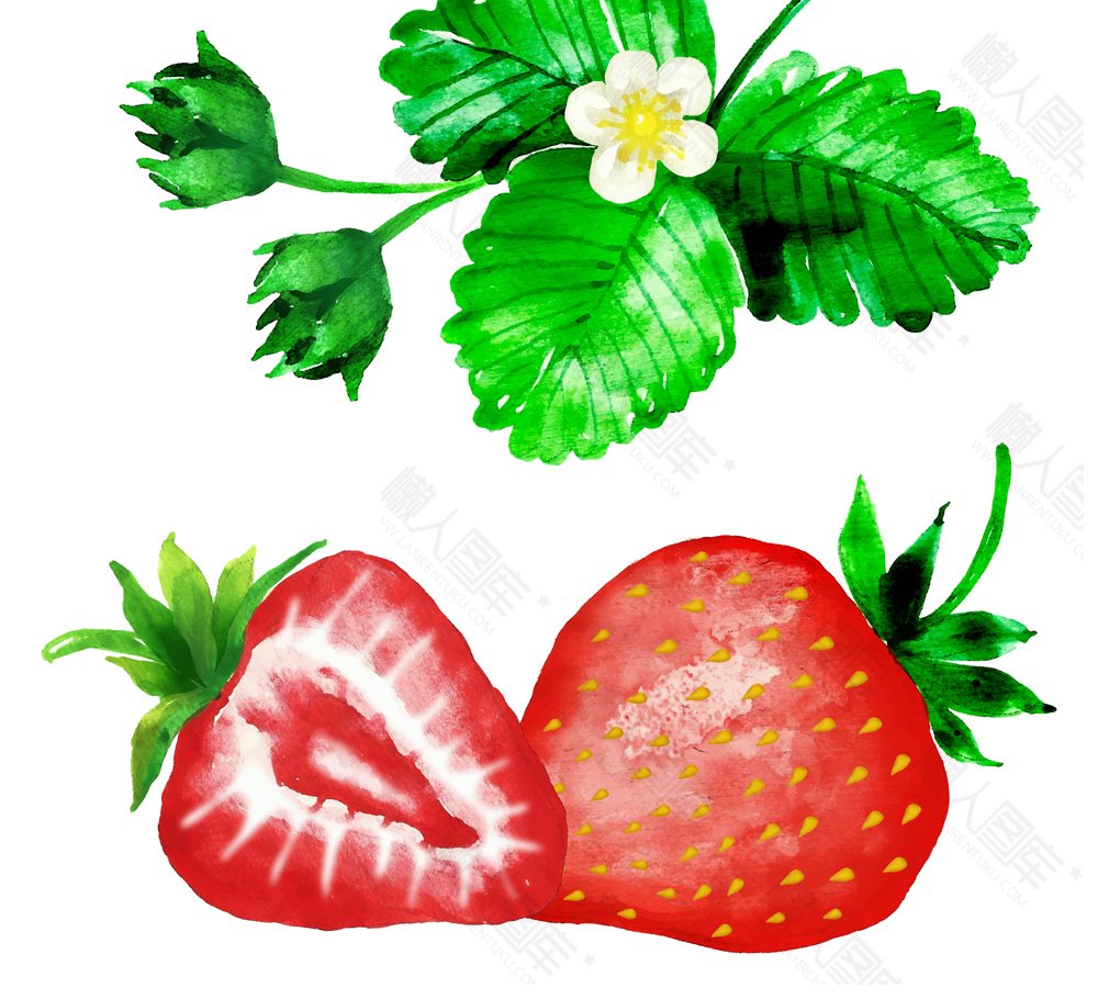 彩绘草莓矢量图