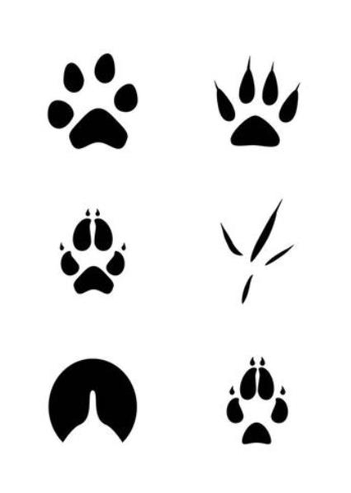动物脚印图片