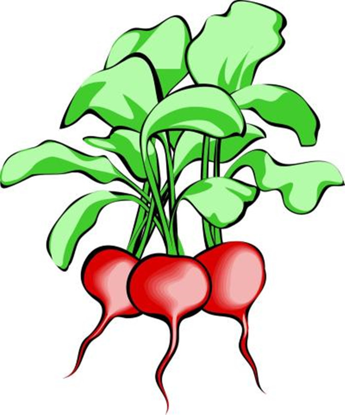 新鲜蔬菜插画图片