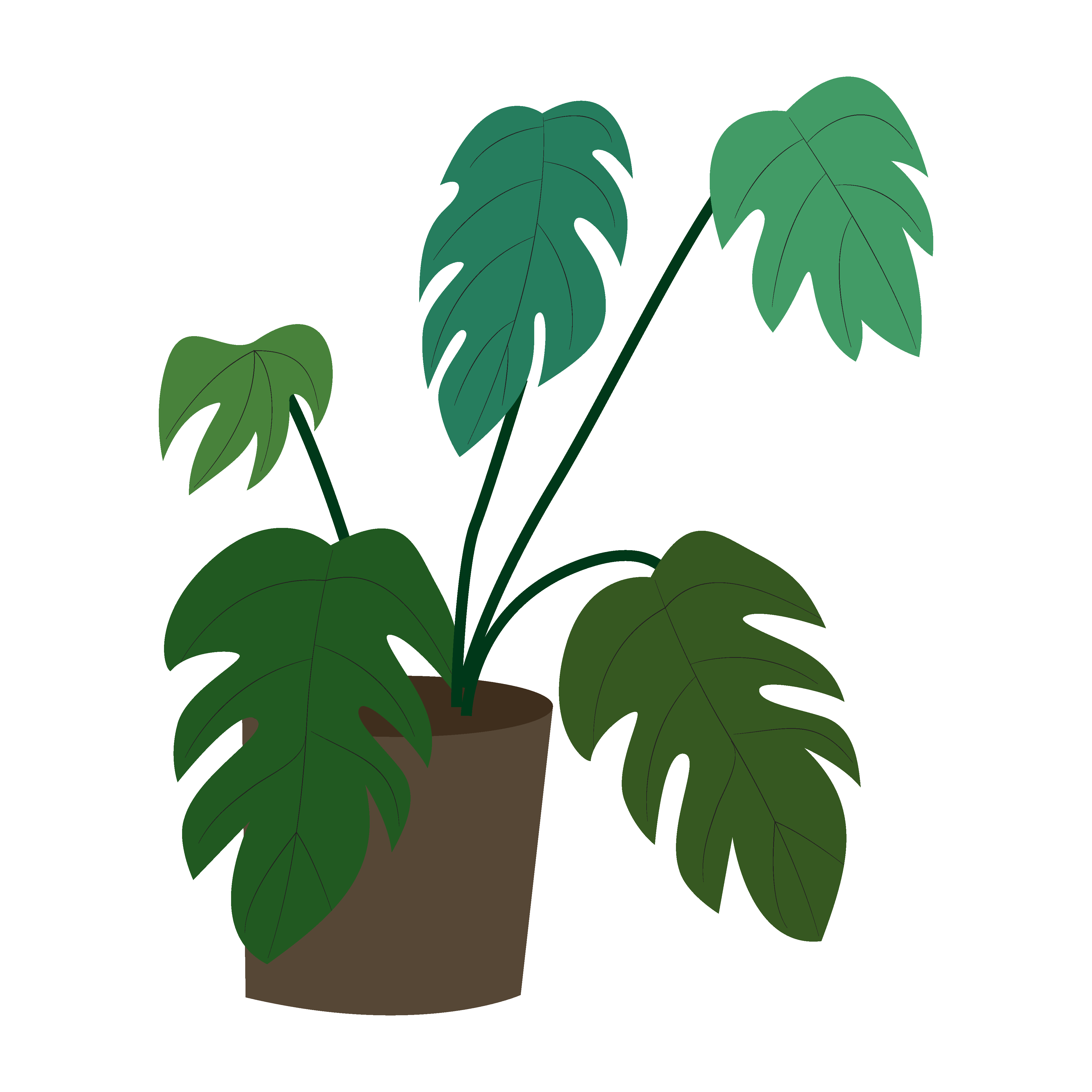 小盆绿植图片图1