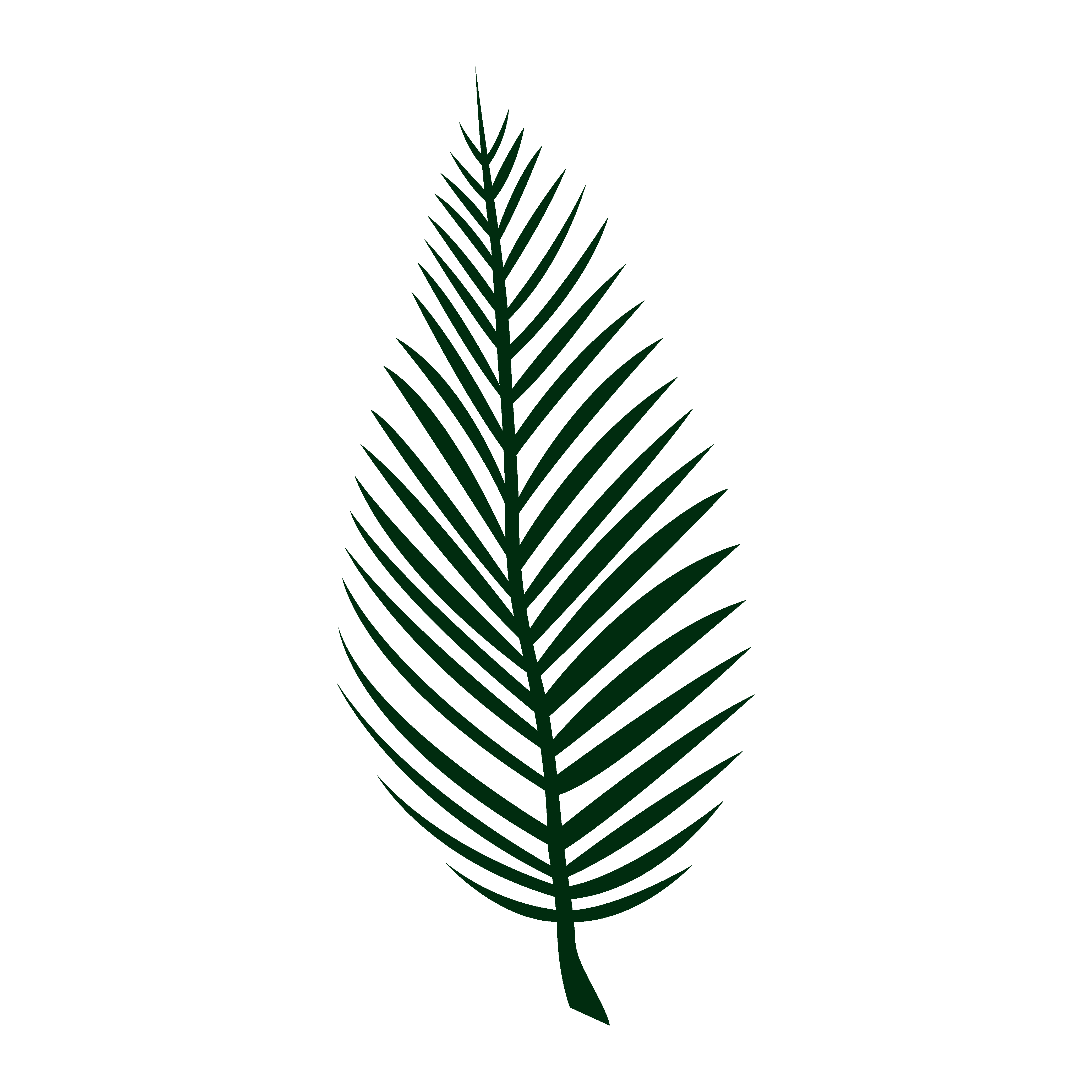 棕榈树叶矢量图