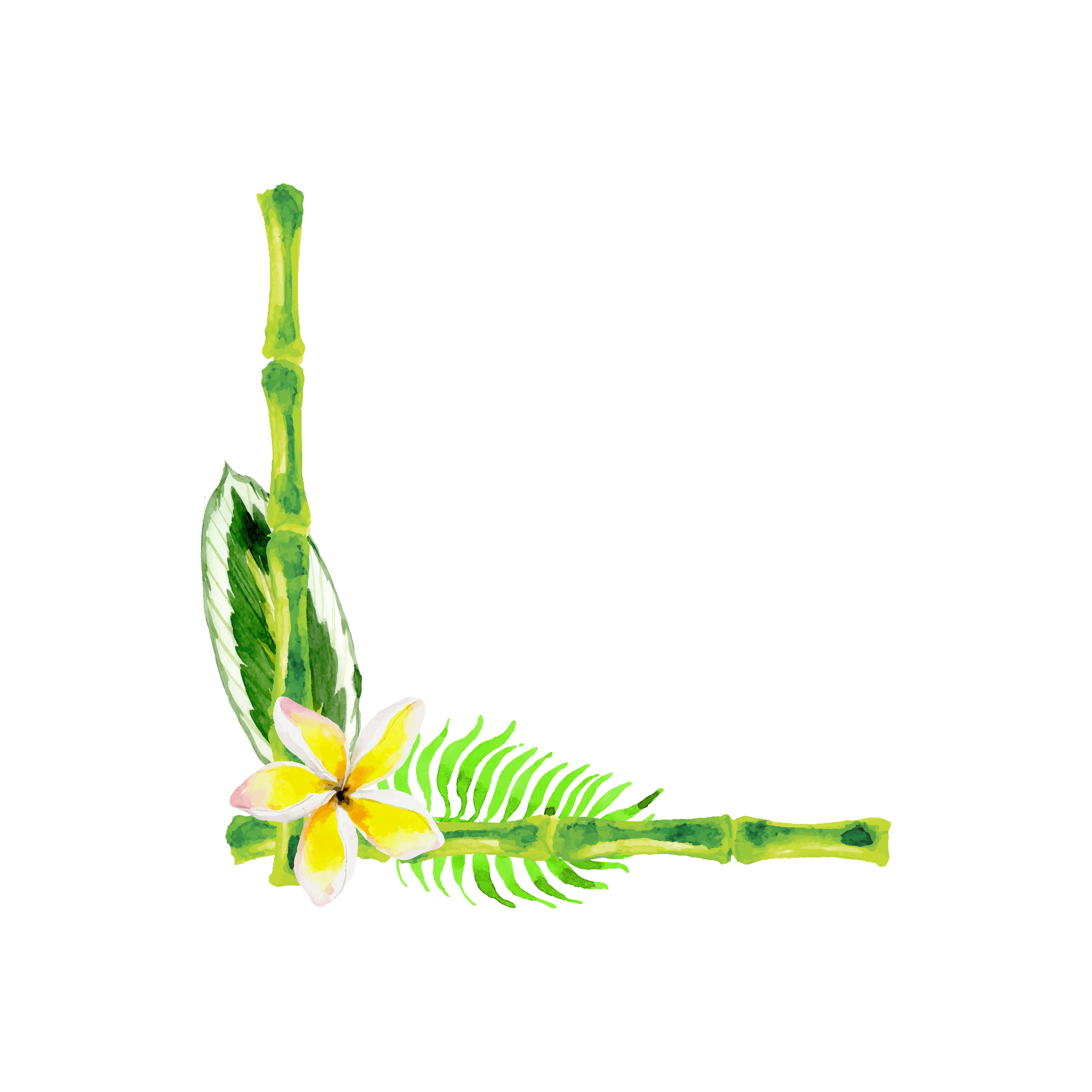 植物花边图片图1