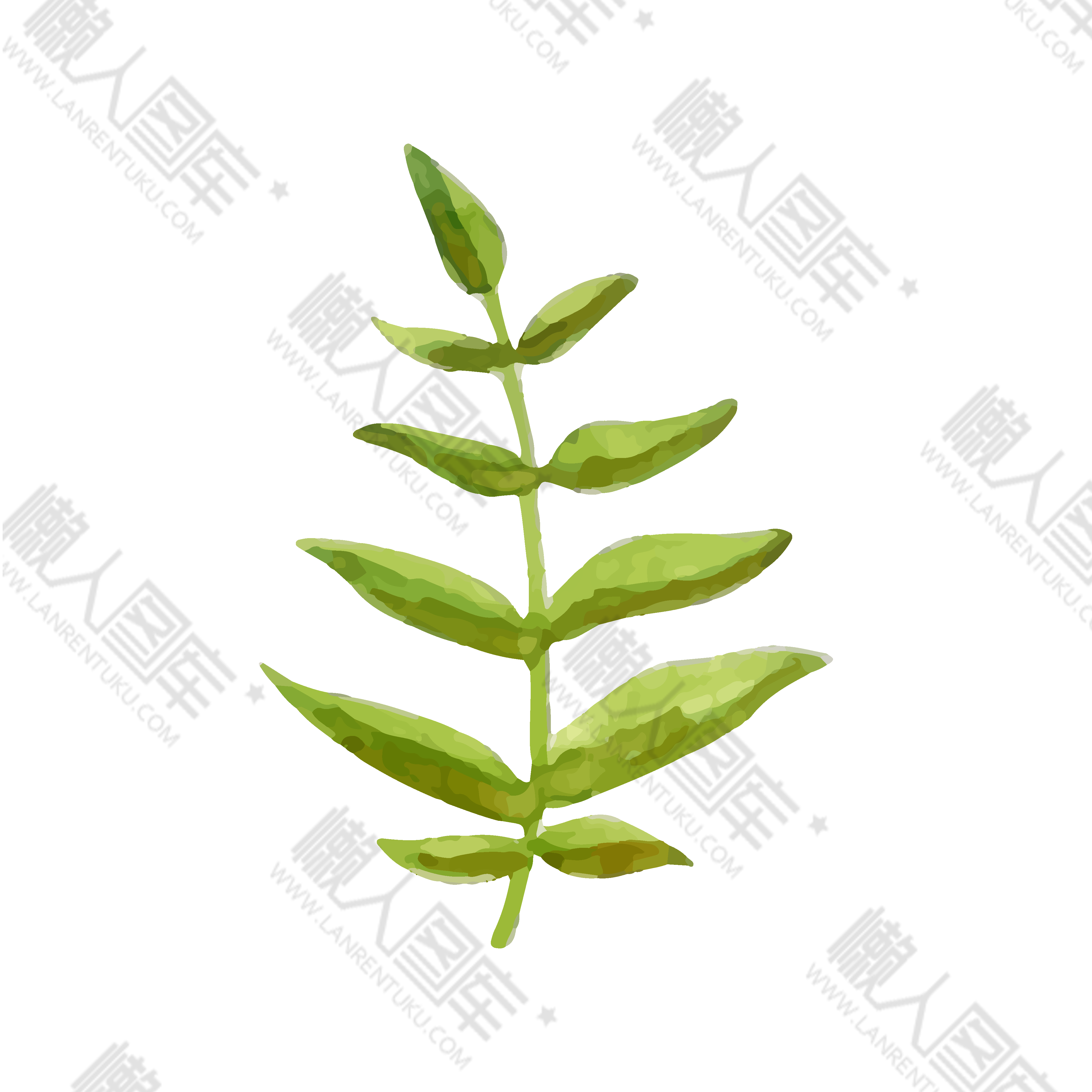 手绘蕨类植物素材图1