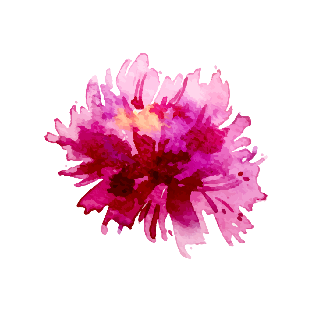水彩菊花图片
